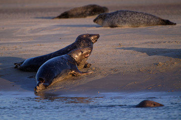 Fototapeta premium Combat de phoques