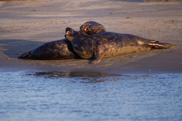 Combat de phoques © Patrick