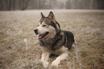 alaskan malamute dog