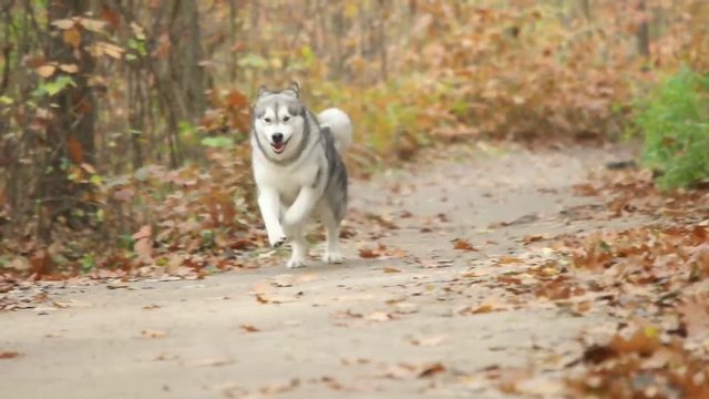 Malamute runs and autumn park, slow motion