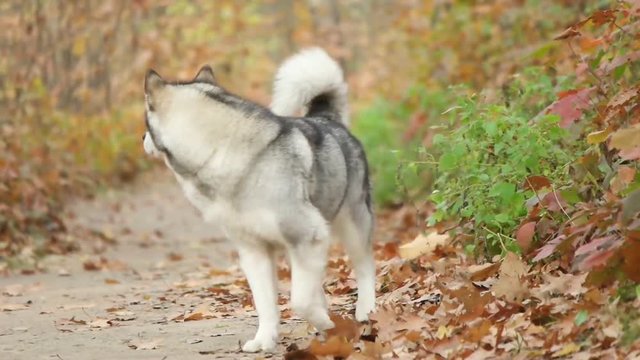 Malamute and autumn park, slow motion