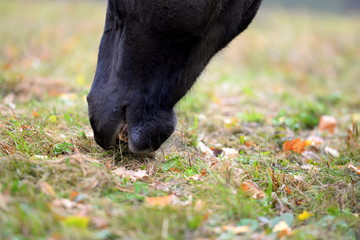 eating horse, Detail of a black horse grasing