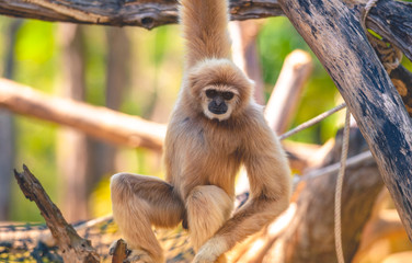 Image of a gibbon swing and sit on trees. Wild Animals. Beautiful Light  Beautiful wool