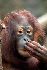 young orang utan © Edwin Butter