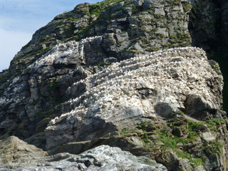gannets roosting, Norway