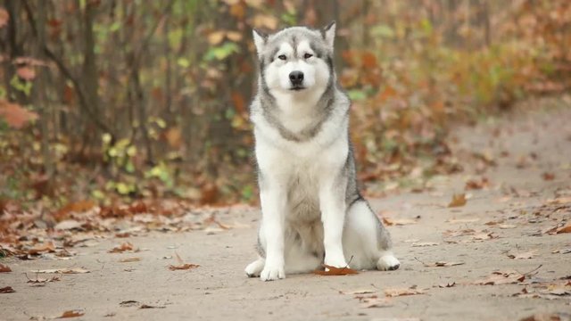 Malamute runs and autumn forest, slow motion