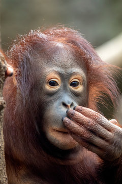 young orang utan