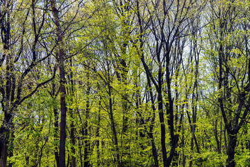 Obraz premium 新緑のみずみずしい里山風景