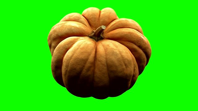 rotating pumpkin on green background with alpha channel . 3d 4K