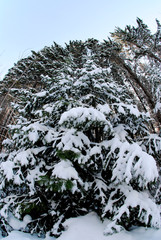 beautiful winter in the forest