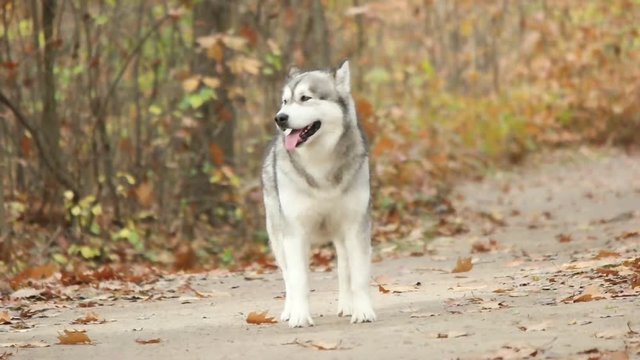 Malamute stands in  autumn forest, slow motion