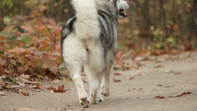 Malamute on a walk through the autumn forest, slow motion