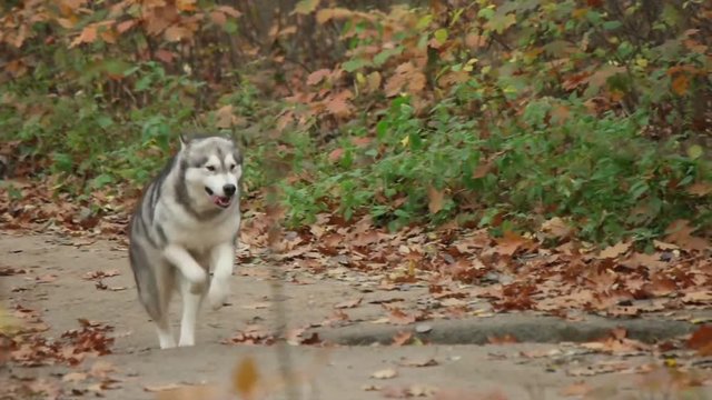 Malamute running through the autumn forest, slow motion, side view