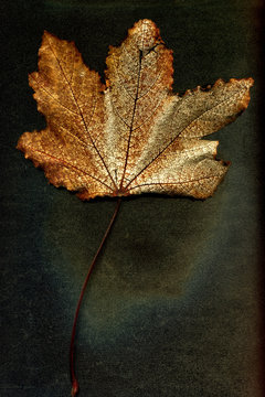 Autumn dried leaf of a plant on a black background