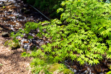 Fototapeta premium 新緑のみずみずしい里山風景