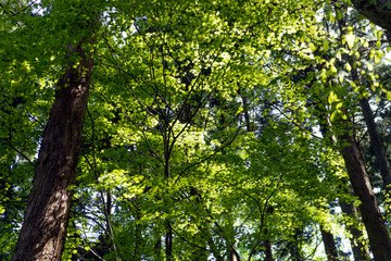 新緑のみずみずしい里山風景