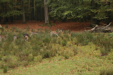 A pack of Sika deers in forrest