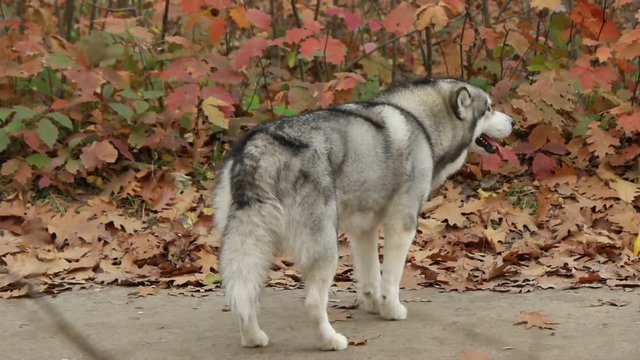 Malamut stands and looks into the autumn park