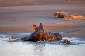 Fototapeta premium Combat de phoques