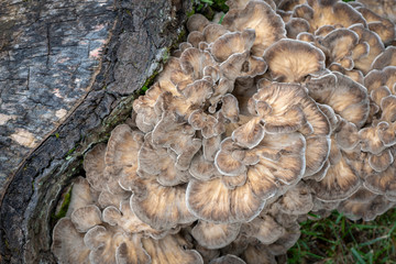 Maitake Mushroom Close-up - 230610922