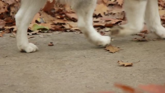 dog looking for in autumn park
