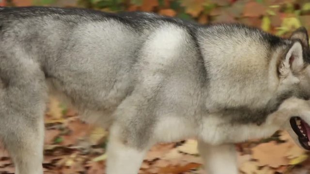 Malamute running through the autumn park, slow motion, side view