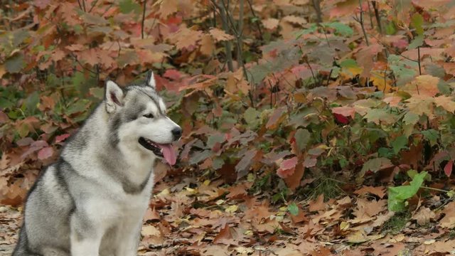 malamute sitting in autumn park, side view