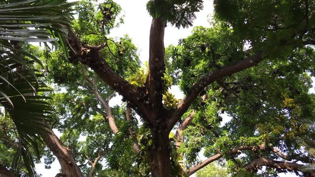 Microchiroptera, Fledermaus, Video, Baum, Kenya,  Mammalia