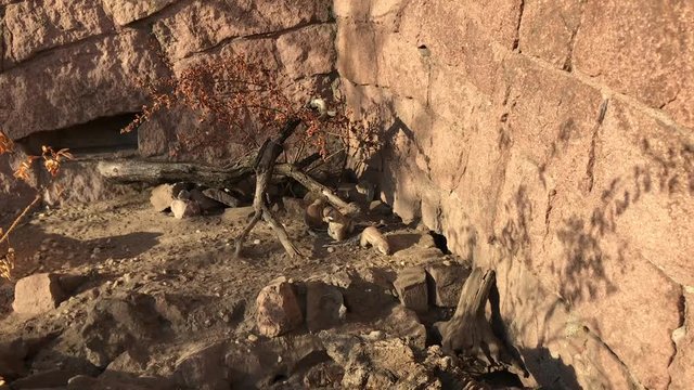 Suricata suricatta, Mangusten Herpestidae, Erdm&auml;nnchen, Video