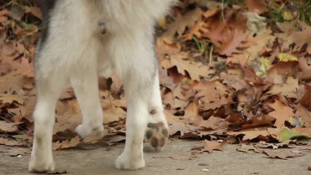 dog like a wolf looking for in autumn park