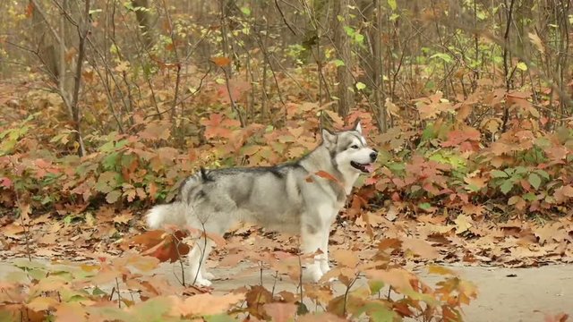 Malamute standing in autumn park