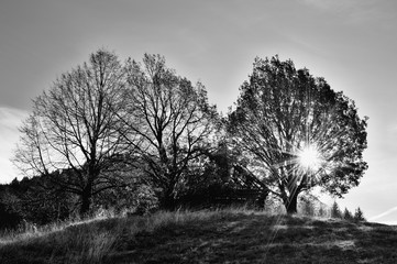 Fall landscape in Polana region, Slovakia. Black and white country view at sunrise. Silhouette of autumn trees.