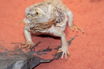 Bartagame