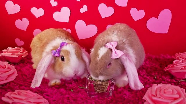 Valentine 's day animal pet rabbit valentines concept