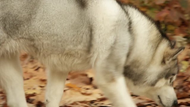 dog runs through the woods

