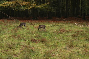 A pack of Sika deers in forrest