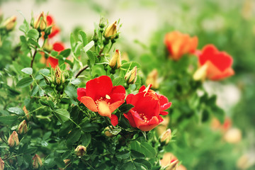 Bush of red roses, summertime floral background