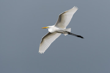 ダイサギ飛翔(Great Egret)