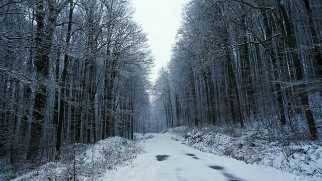 Camera movement on the snowy road in the forest. It's snowing