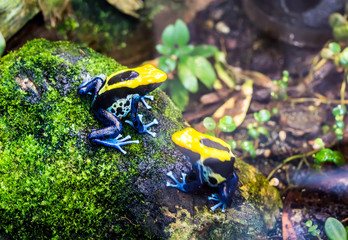 Dyeing dart frog, tinc or Dyeing poison frog (Dendrobates tinctorius 'Brazil') sitting on mossy stone. This is a species of poison dart frog and is highly toxic if consumed.