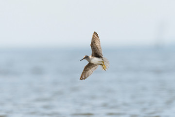 キアシシギ飛翔(Grey-tailed Tattler)