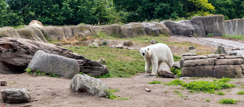 Polar bear (Ursus maritimus), also known as white bear, walking and looking to the camera. This bear is native mainly to Arctic Circle with body adapted for cold temperatures, for moving across snow.