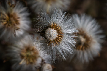 Dandelion seeds in closeup