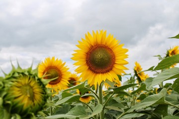 Obraz premium field of sunflowers and blue sky with clouds