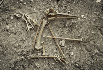 Complete skull or cranium of a stork with the beak and another bones. Different bird bones found in the field next to a nesting area.