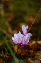 Wild Cyclamen growing in Kotor mountains Montenegro 2018