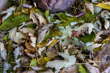 fallen leaves get blown by this wind into piles like this
