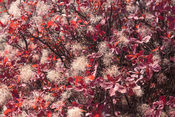 autumn autumn foliage red maroon leaves branches twig seeds skumpiya Cotinus shrub plant