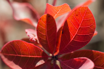 autumn autumn foliage red maroon leaves branches twig seeds skumpiya Cotinus shrub plant