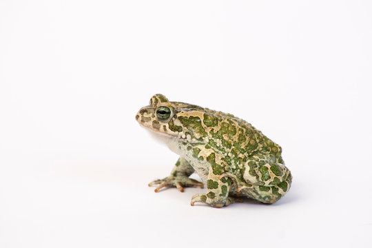 Bufotes viridis (European Green Toad, Green Toad)